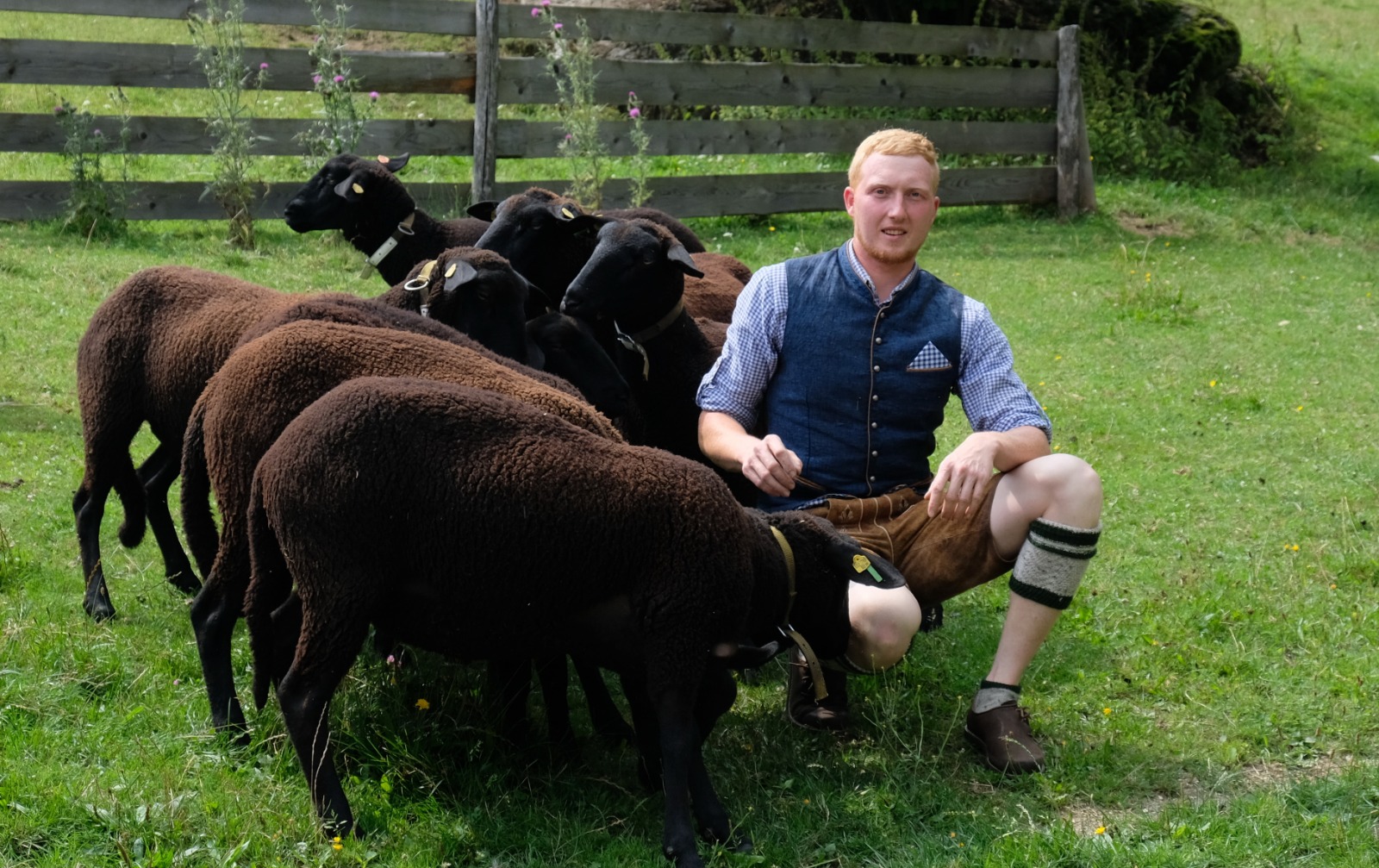 Der Landwirt auf der Wiese mit Schafe